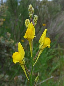 Ballast Toadflax - Linaria spartea © John Muddeman